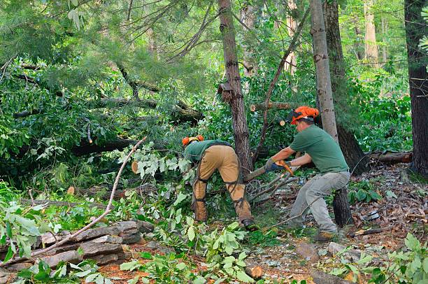 The Steps Involved in Our Tree Care Process in Rittman, OH